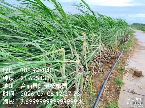 台风“美莎克”对广西甘蔗的初步影响分析