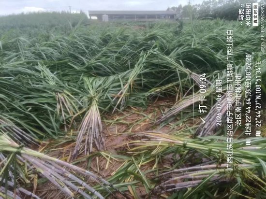 台风“美莎克”对广西甘蔗的初步影响分析